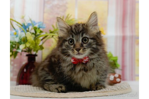 成約済の神奈川県のノルウェージャンフォレストキャット-98900の12枚目