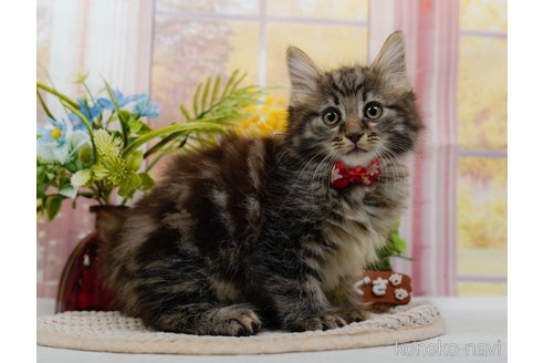 成約済の神奈川県のノルウェージャンフォレストキャット-98900の10枚目