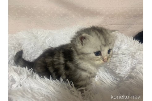 成約済の栃木県のサイベリアン-98918の10枚目