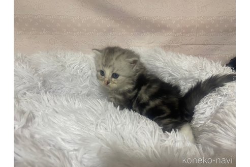 成約済の栃木県のサイベリアン-98918の12枚目