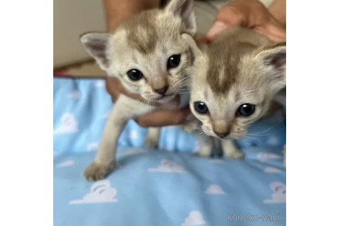 成約済の北海道のシンガプーラ-98919の2枚目