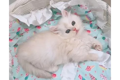 成約済の京都府のマンチカン(短足)-98922の2枚目