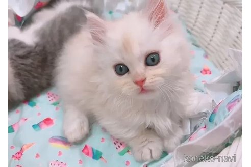 成約済の京都府のマンチカン(短足)-98922の3枚目
