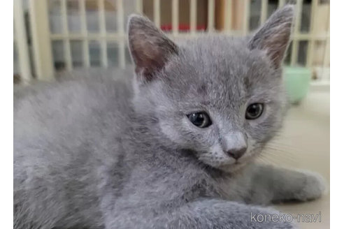 成約済の愛知県のシャルトリュー-98928の5枚目