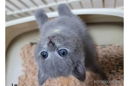 成約済の愛知県のシャルトリュー-98930の2枚目