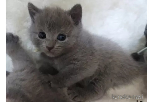 成約済の愛知県のシャルトリュー-98930の3枚目