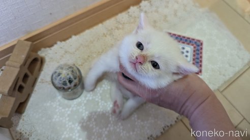 成約済の広島県のその他の猫種-97410の81枚目