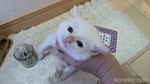 成約済の広島県のその他の猫種-97410の78枚目