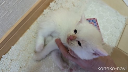 成約済の広島県のその他の猫種-97410の75枚目