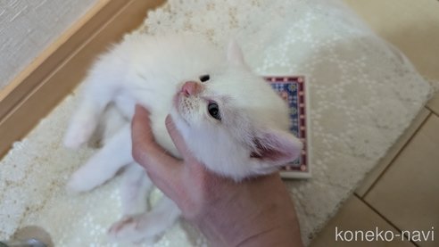 成約済の広島県のその他の猫種-97410の76枚目