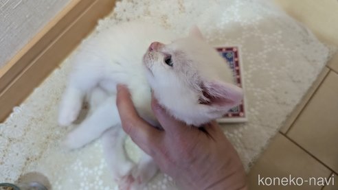 成約済の広島県のその他の猫種-97410の77枚目