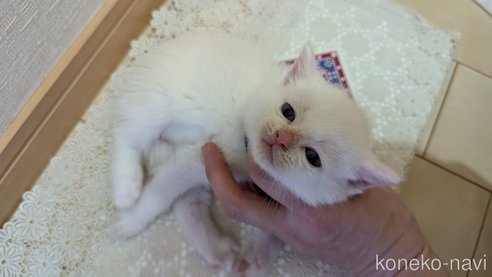 成約済の広島県のその他の猫種-97410の74枚目