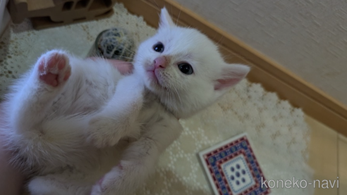 成約済の広島県のその他の猫種-97410の73枚目