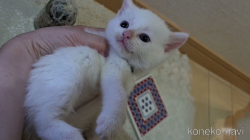 成約済の広島県のその他の猫種-97410の71枚目