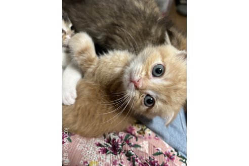 成約済の群馬県のスコティッシュフォールド-96075の3枚目