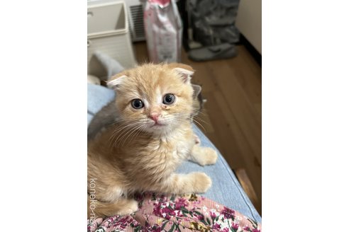 成約済の群馬県のスコティッシュフォールド-96075の1枚目