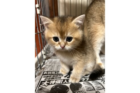 成約済の群馬県のブリティッシュショートヘア-96077の4枚目