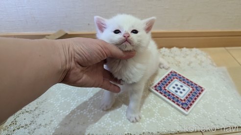 成約済の広島県のその他の猫種-97411の151枚目