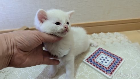 成約済の広島県のその他の猫種-97411の153枚目