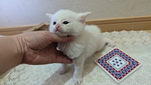 成約済の広島県のその他の猫種-97411の150枚目