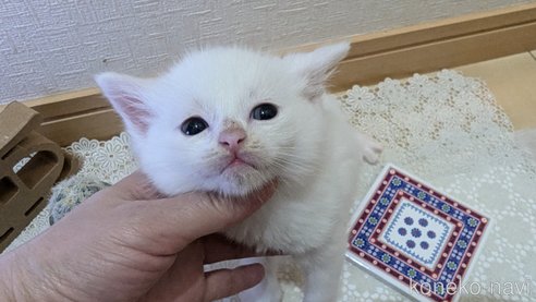 成約済の広島県のその他の猫種-97411の147枚目