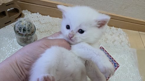 成約済の広島県のその他の猫種-97411の148枚目