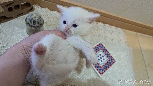 成約済の広島県のその他の猫種-97411の149枚目