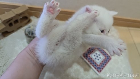 成約済の広島県のその他の猫種-97411の145枚目
