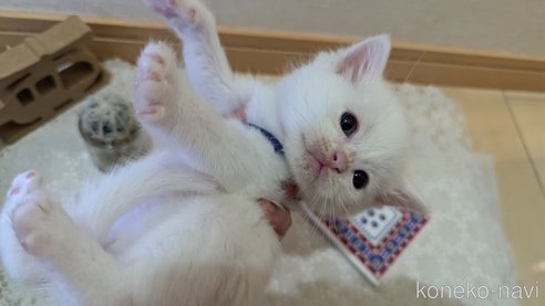 成約済の広島県のその他の猫種-97411の146枚目