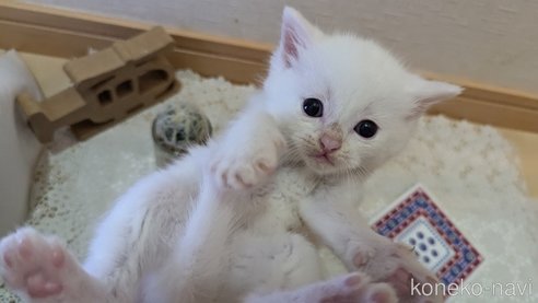 成約済の広島県のその他の猫種-97411の142枚目