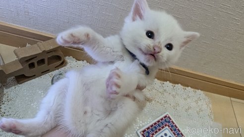 成約済の広島県のその他の猫種-97411の143枚目
