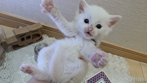 成約済の広島県のその他の猫種-97411の140枚目