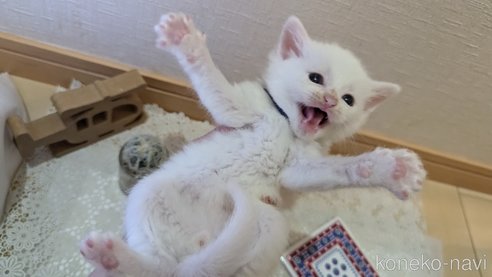 成約済の広島県のその他の猫種-97411の141枚目