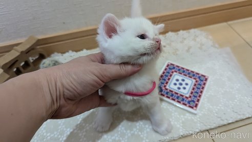 成約済の広島県のその他の猫種-97409の95枚目