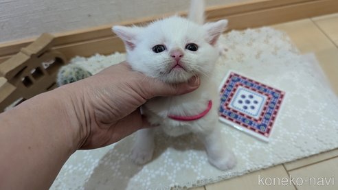 成約済の広島県のその他の猫種-97409の96枚目