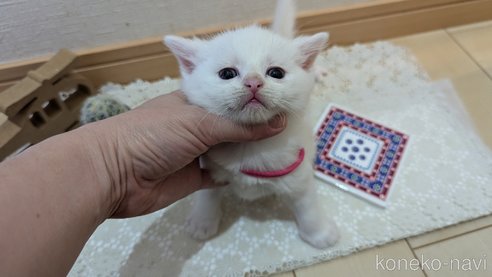 成約済の広島県のその他の猫種-97409の93枚目