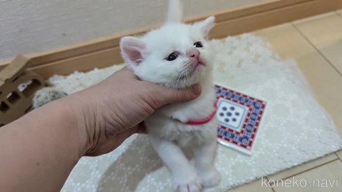 成約済の広島県のその他の猫種-97409の90枚目