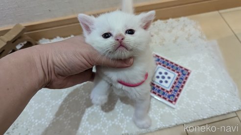 成約済の広島県のその他の猫種-97409の91枚目
