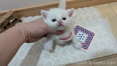 成約済の広島県のその他の猫種-97409の92枚目