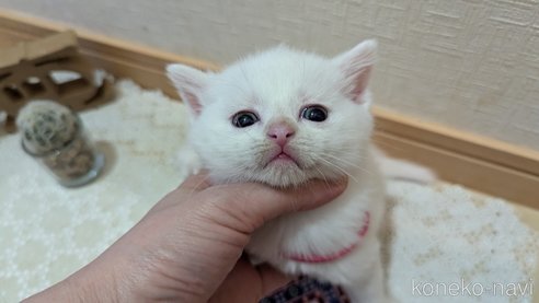 成約済の広島県のその他の猫種-97409の87枚目