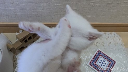 成約済の広島県のその他の猫種-97409の88枚目
