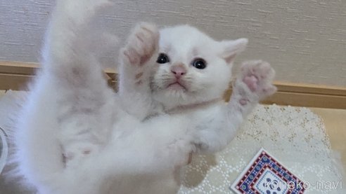 成約済の広島県のその他の猫種-97409の89枚目