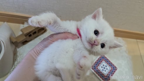成約済の広島県のその他の猫種-97409の85枚目
