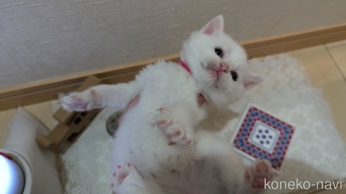 成約済の広島県のその他の猫種-97409の86枚目