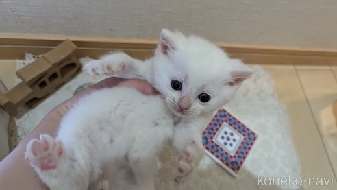 成約済の広島県のその他の猫種-97409の83枚目
