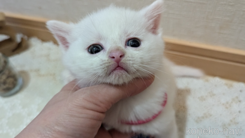 成約済の広島県のその他の猫種-97409の81枚目