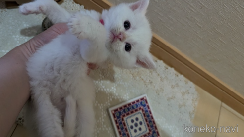 成約済の広島県のその他の猫種-97409の80枚目