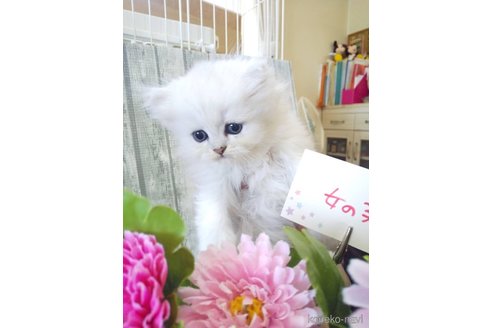 成約済の岐阜県のペルシャ-98935の5枚目