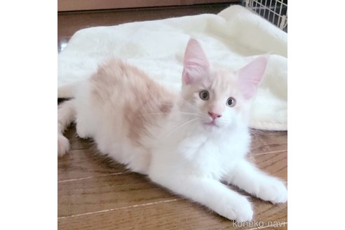 成約済の岡山県のメインクーン-95302の4枚目