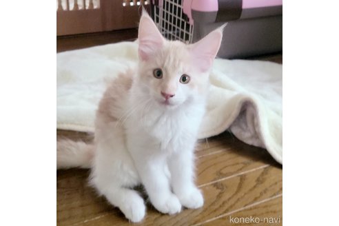 成約済の岡山県のメインクーン-95302の3枚目